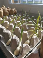 Knoblauch
