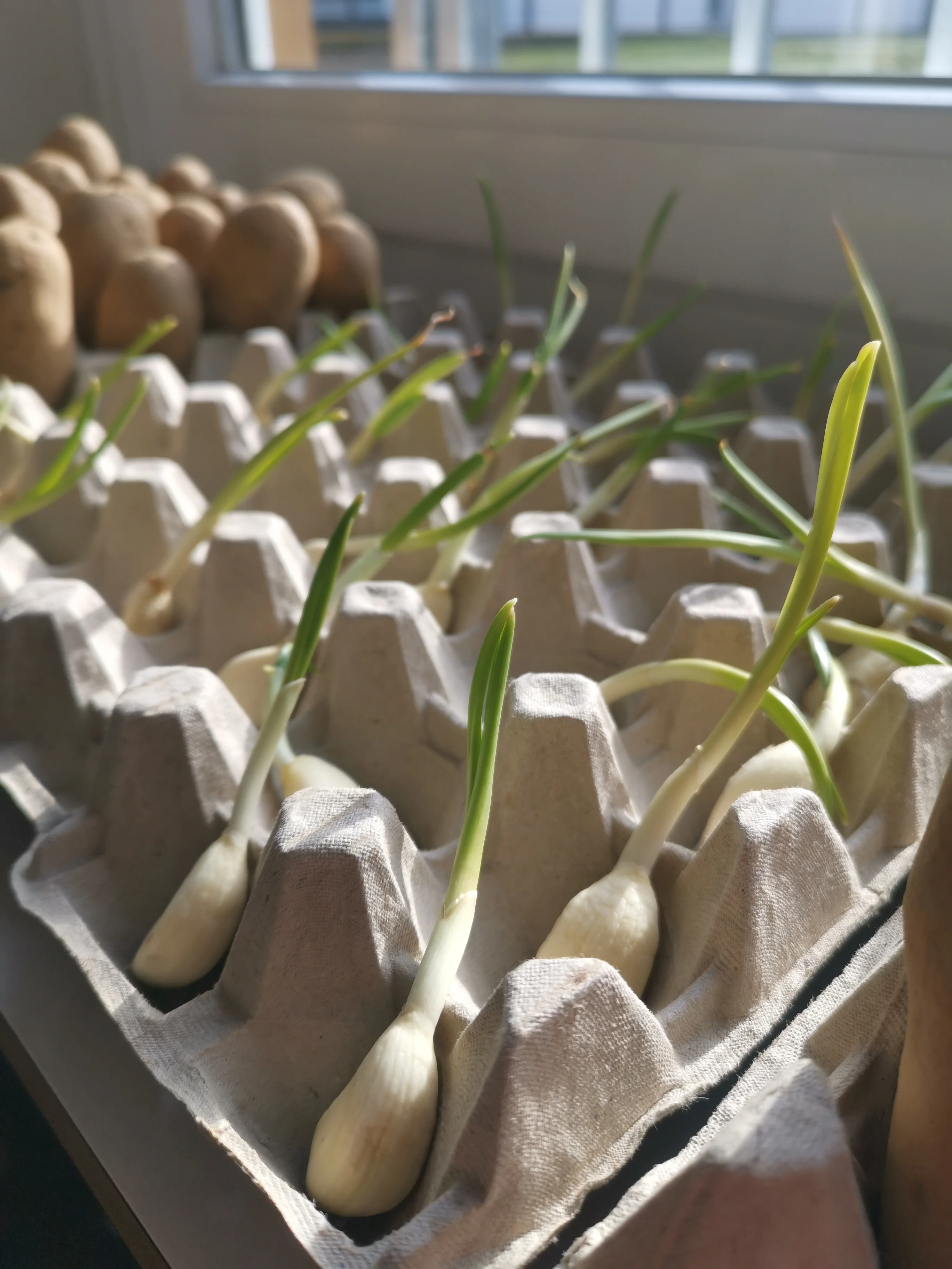 Knoblauch