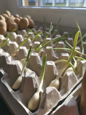 Knoblauch