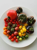 Tomatenernte
