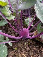 Kohlrabi