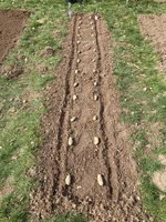 Kartoffeln