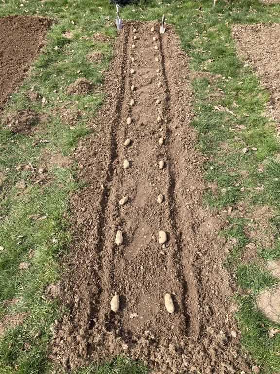 Kartoffeln
