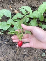 Erste Ernte